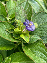 14k “African Violet” Ring in Amethyst