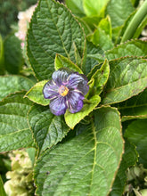 14k “African Violet” Ring in Amethyst