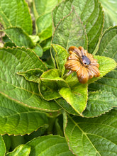 14k “Tiger Lily” ring in Tigers Eye