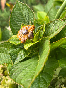 14k “Tiger Lily” ring in Tigers Eye